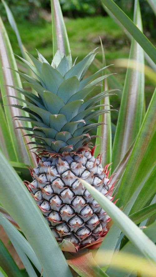seychelles mahé pineapple