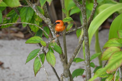 seychelles  bird  bright