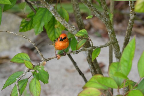 seychelles  bird  bright
