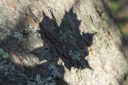 shadow leaf tree