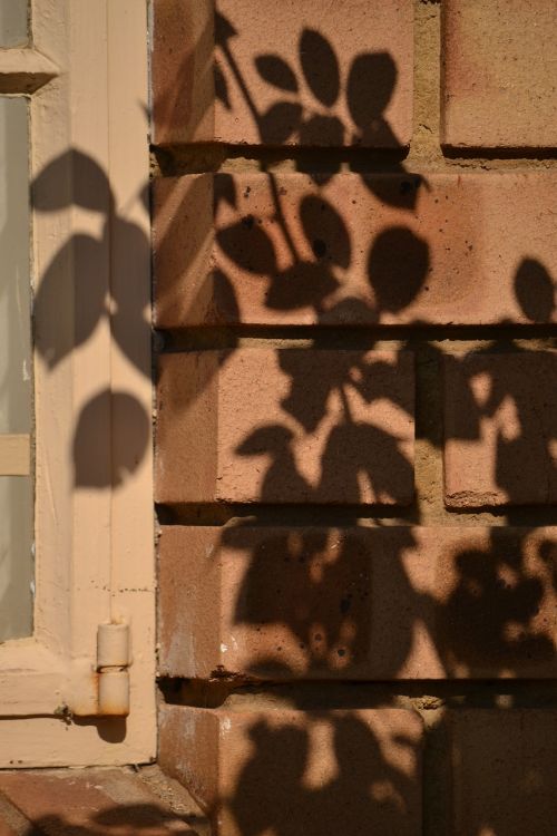 shadow wall garden