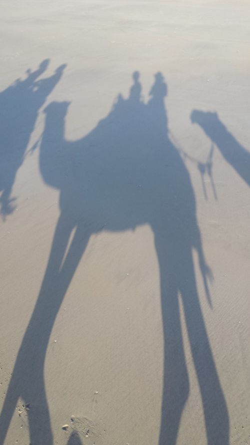 shadow camel silhouette