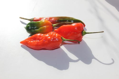 shadow light peppers