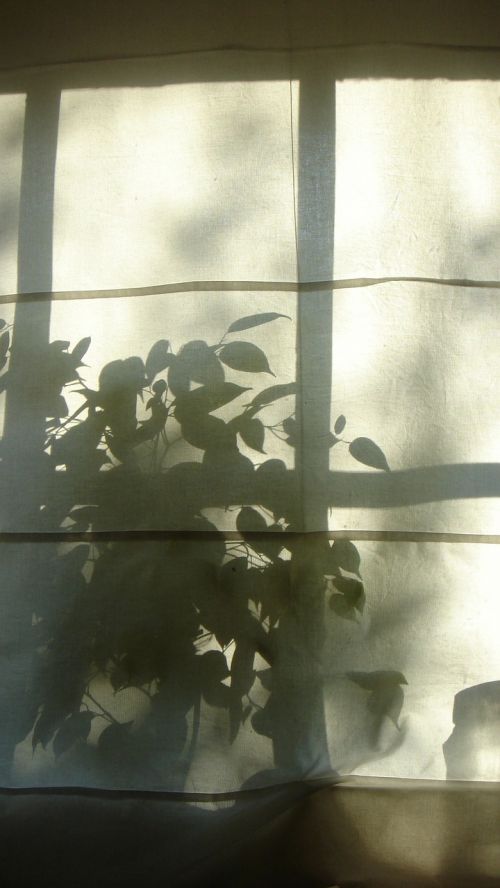 shadow morning window