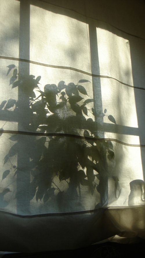 shadow silhouette plant