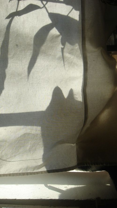 shadow sun cat
