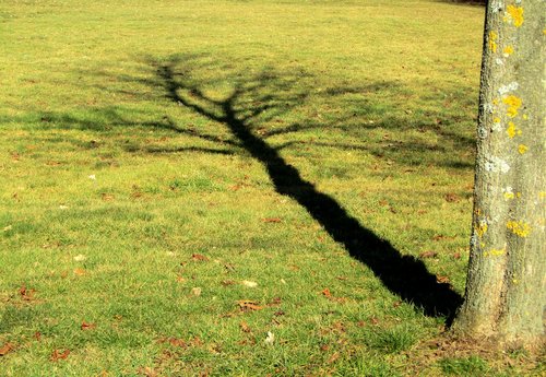 shadow  tree  rush