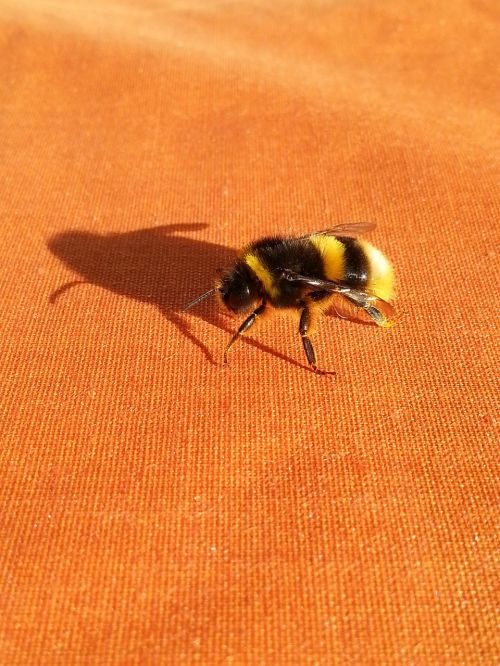 shadow bumble-bee orange