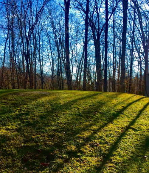 shadows trees season