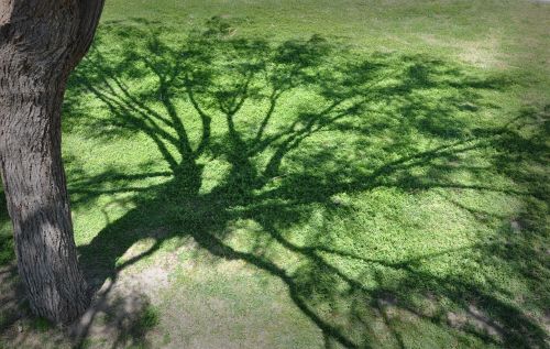 shadows tree nature