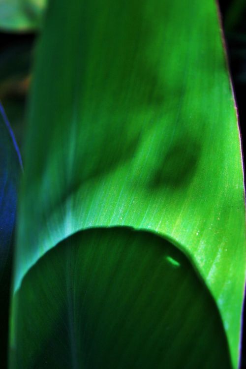Shadows And Lines On Canna Leaf
