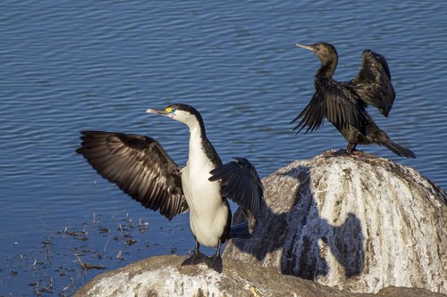 shag  bird  wings