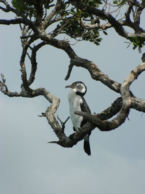 Shag In Tree