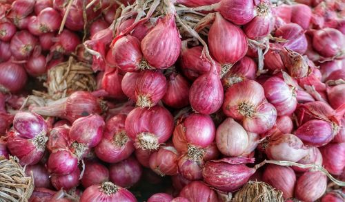 shallot small red