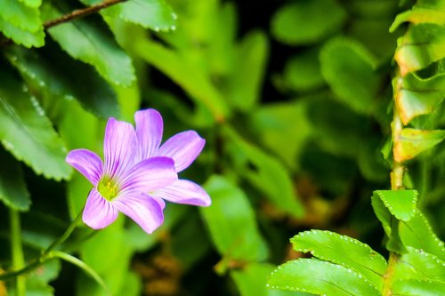 shamrock  hong kong  clover