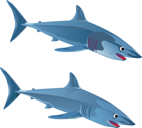 shark fish animal