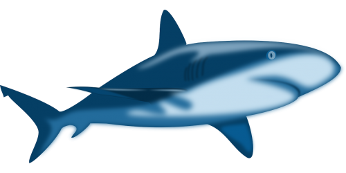 shark blue danger