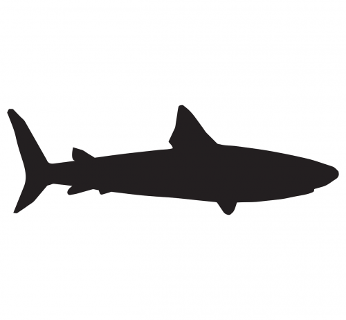 shark sea fish