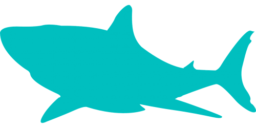 shark dangerous ocean