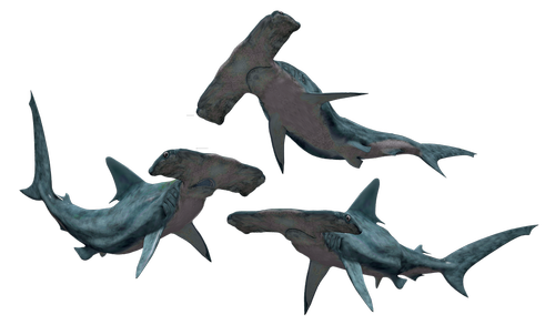 shark  sharks  hammerhead