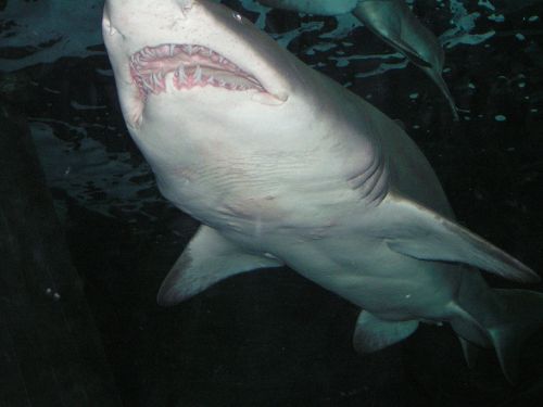 shark saltwater marine life