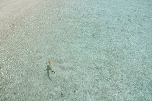 shark  maldives  mar
