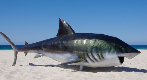 shark fish model