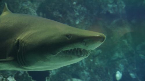 shark teeth underwater