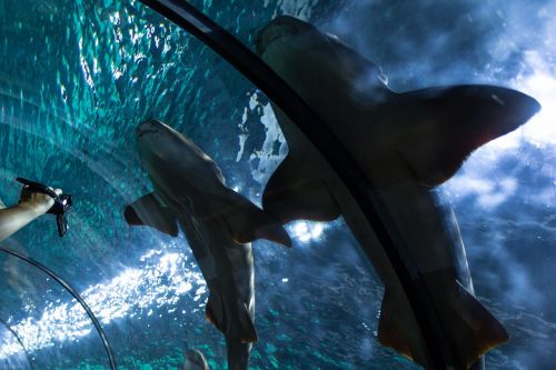 shark hai fish tunnel