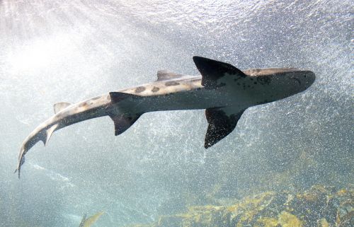 shark swimming aquarium