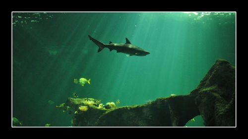 shark aquarium fish
