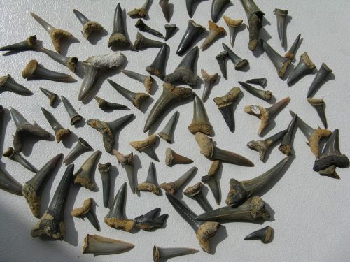 shark teeth fossils hai