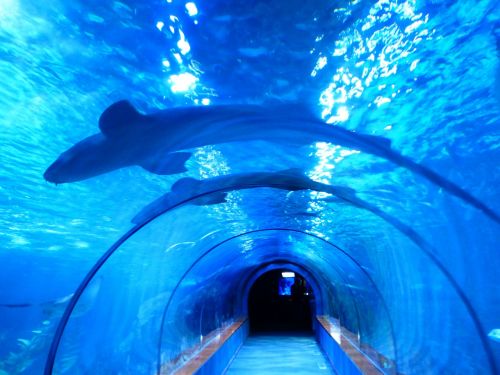sharks fish aquarium