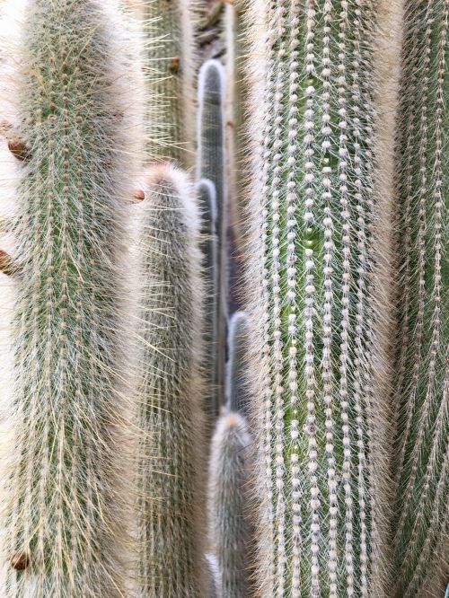 sharp cactus closeup