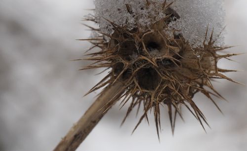 sharp snow thistle