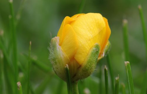 sharp buttercup ranunculus acris buttercup