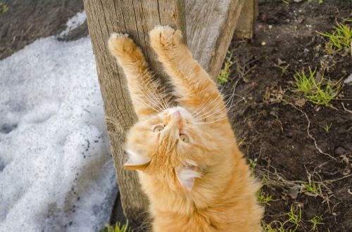 sharpening claws cat kitten