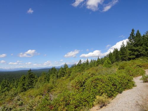 shasta bear blue sky