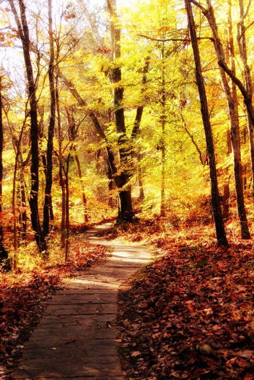 Shawnee Forest Hiking Trail 1