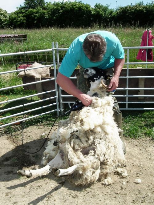 shearing sheep wool