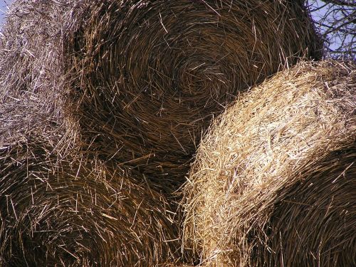 sheaves hay azienda agricola