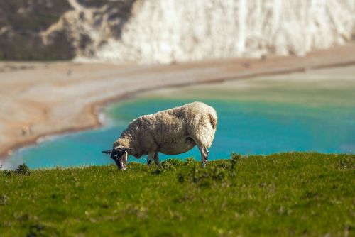 sheep panorama sea