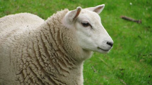 sheep animal lana