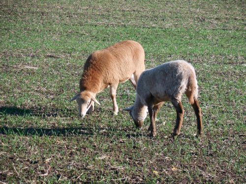 sheep pasture graze
