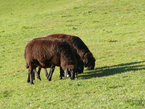 sheep pasture wool