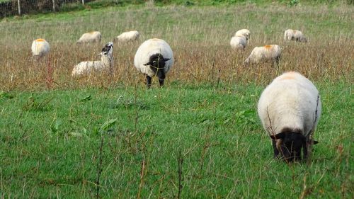 sheep grass field