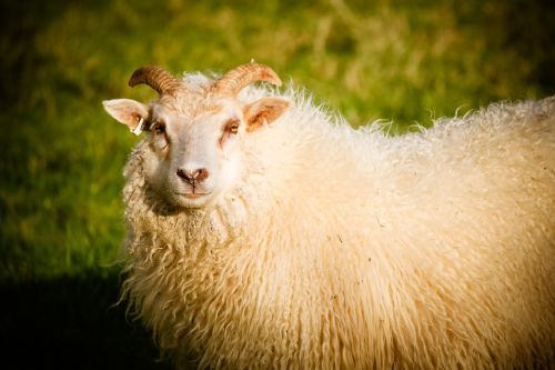 sheep ram lamb