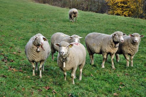 sheep flock of sheep pasture