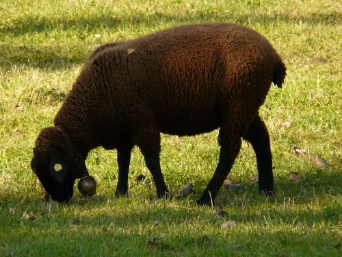 sheep schwarzbraunes bergschaf jura sheep