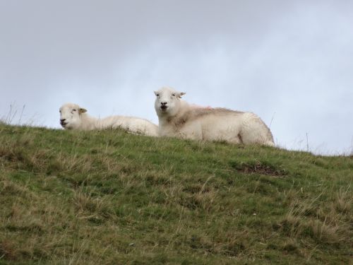 sheep wales lamb